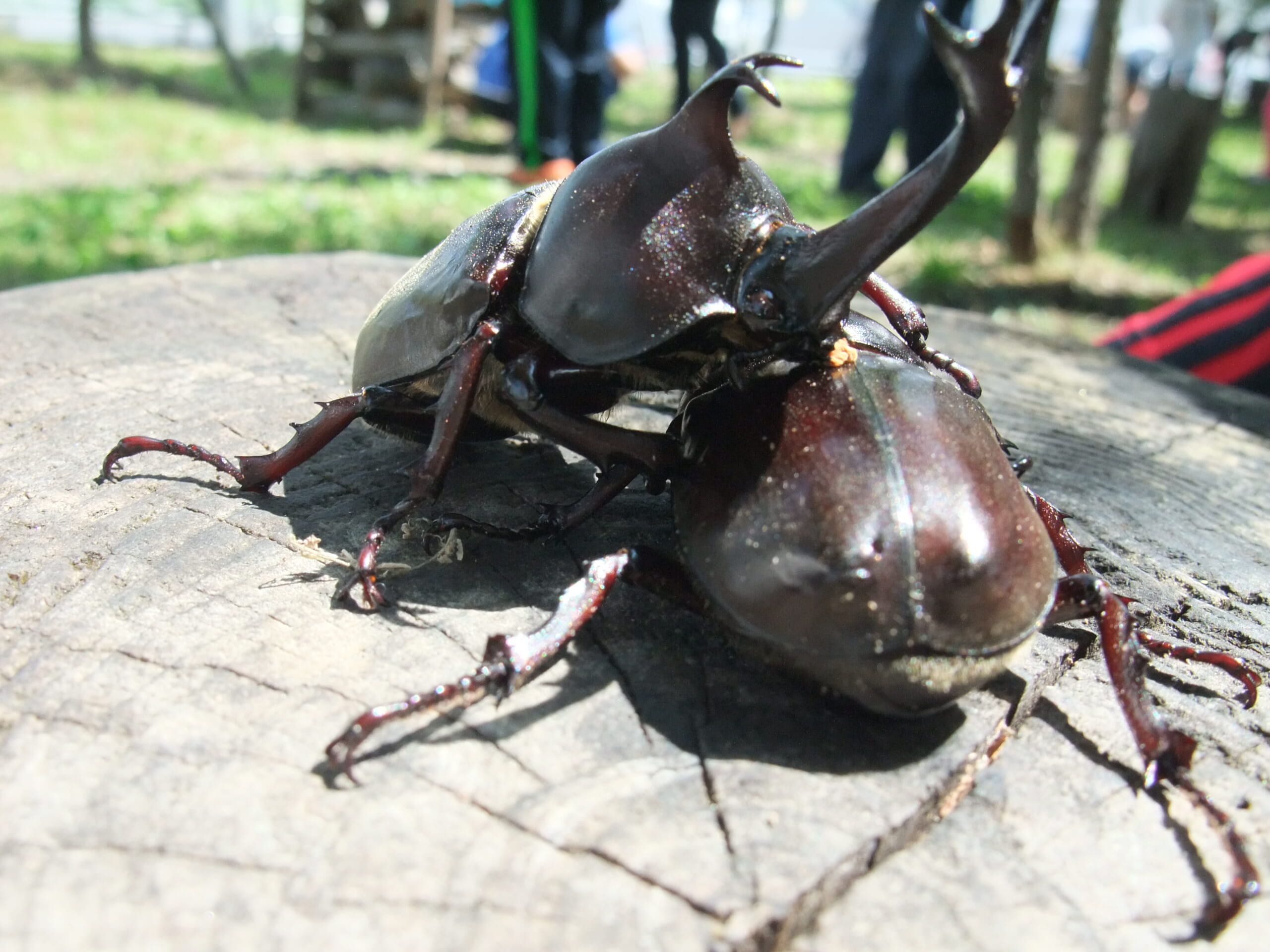 カブトムシふれあい童夢 - いわてイベント情報